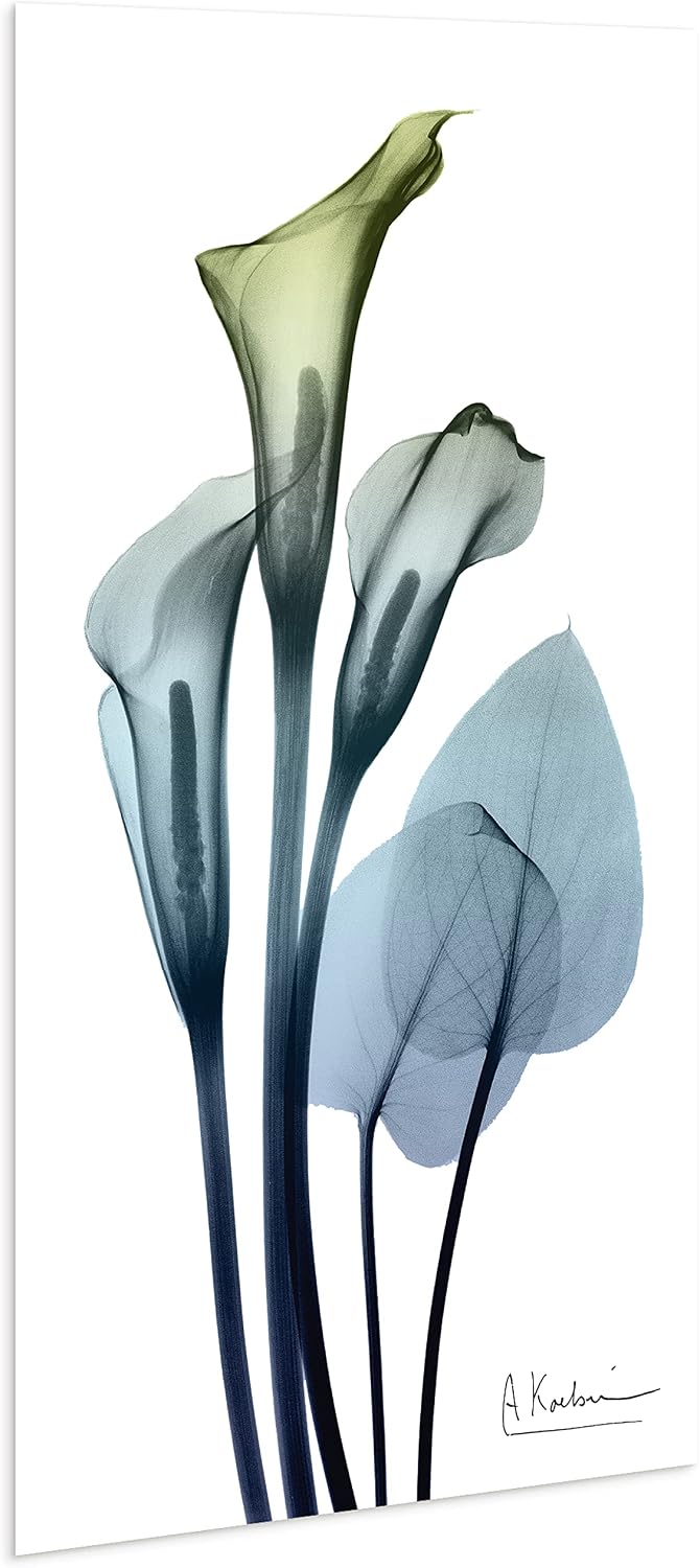 Empire Art Direct Calia Lily Frameless Free Floating Reverse Printed Tempered Glass Wall Art, X-ray Flower Wall Decor, Rectangular, Ready to Hang, Living Room, Bedroom, Kitchen, Gallery, 24' x 48'