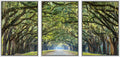 wall26 Framed Canvas Print Wall Art Set Path Through The Hanging Tree Archway Nature Wilderness Photography Realism Contemporary Colorful Ultra for Living Room, Bedroom, Office - 24'x36'x3 White