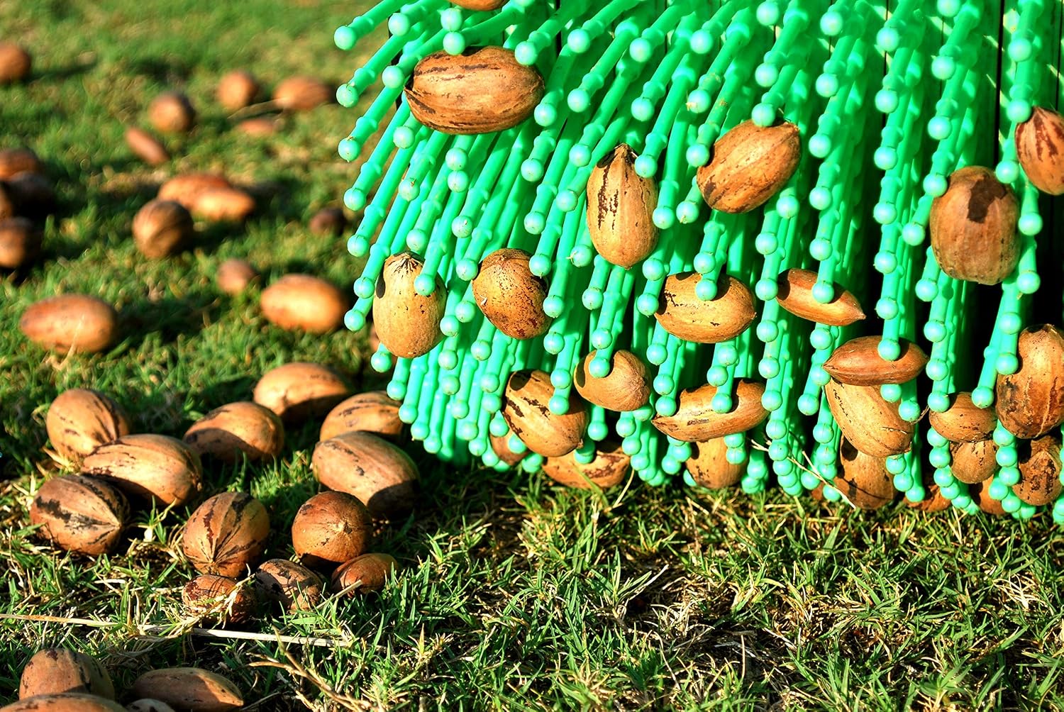 Bag-A-Nut 36' Push Pecan Harvester - Also Picks Up Large Acorns, Hazelnuts/Filberts & Almonds - Nut Picker Upper (A6000)